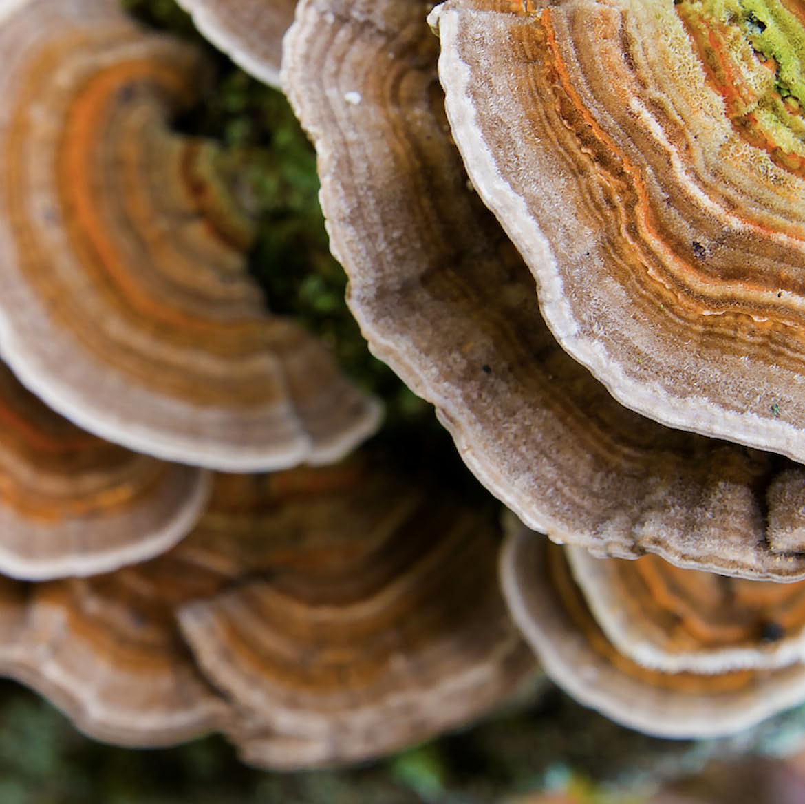 North Spore Turkey Tail Tincture packaging signals quality and purity.