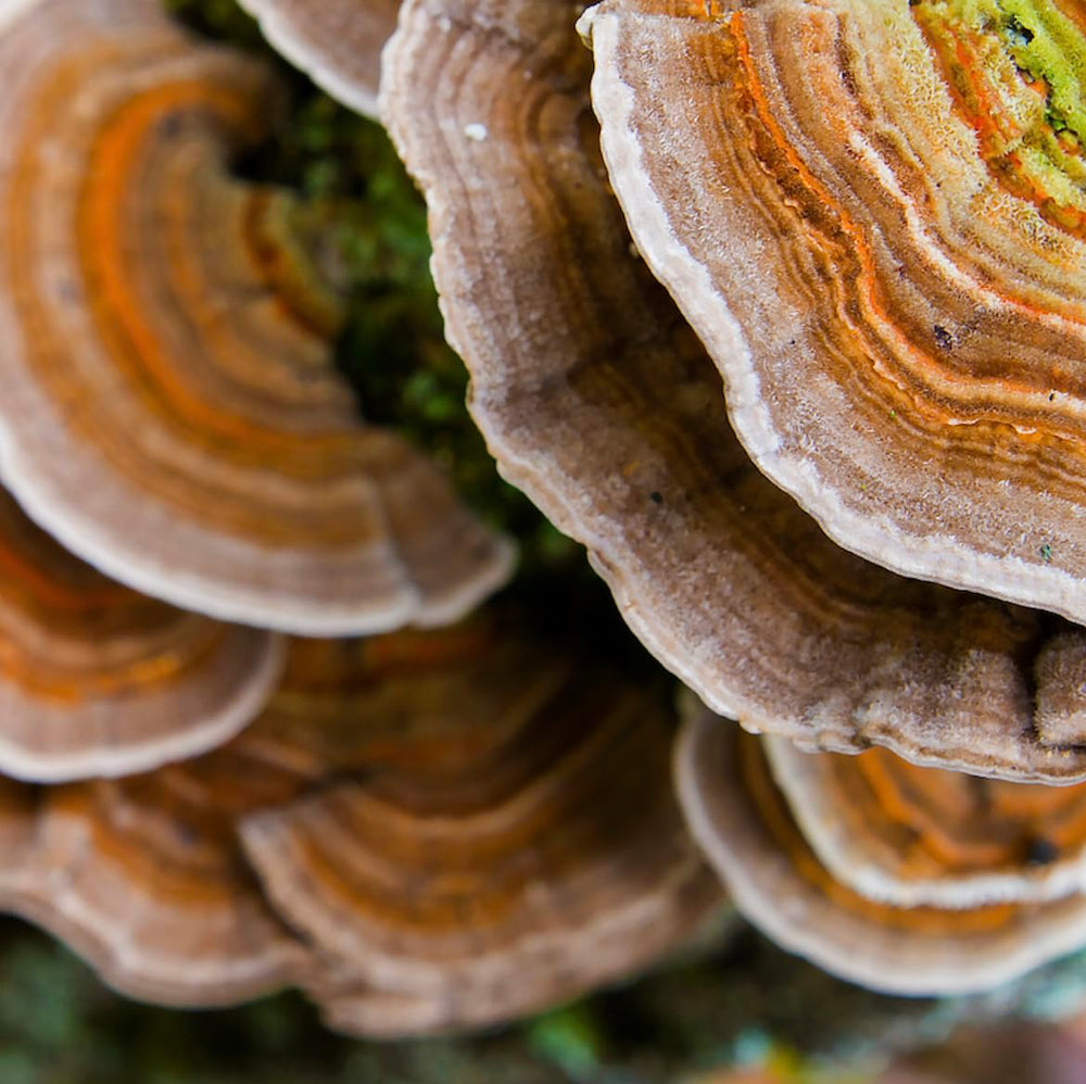 North Spore Turkey Tail Tincture packaging signals quality and purity.