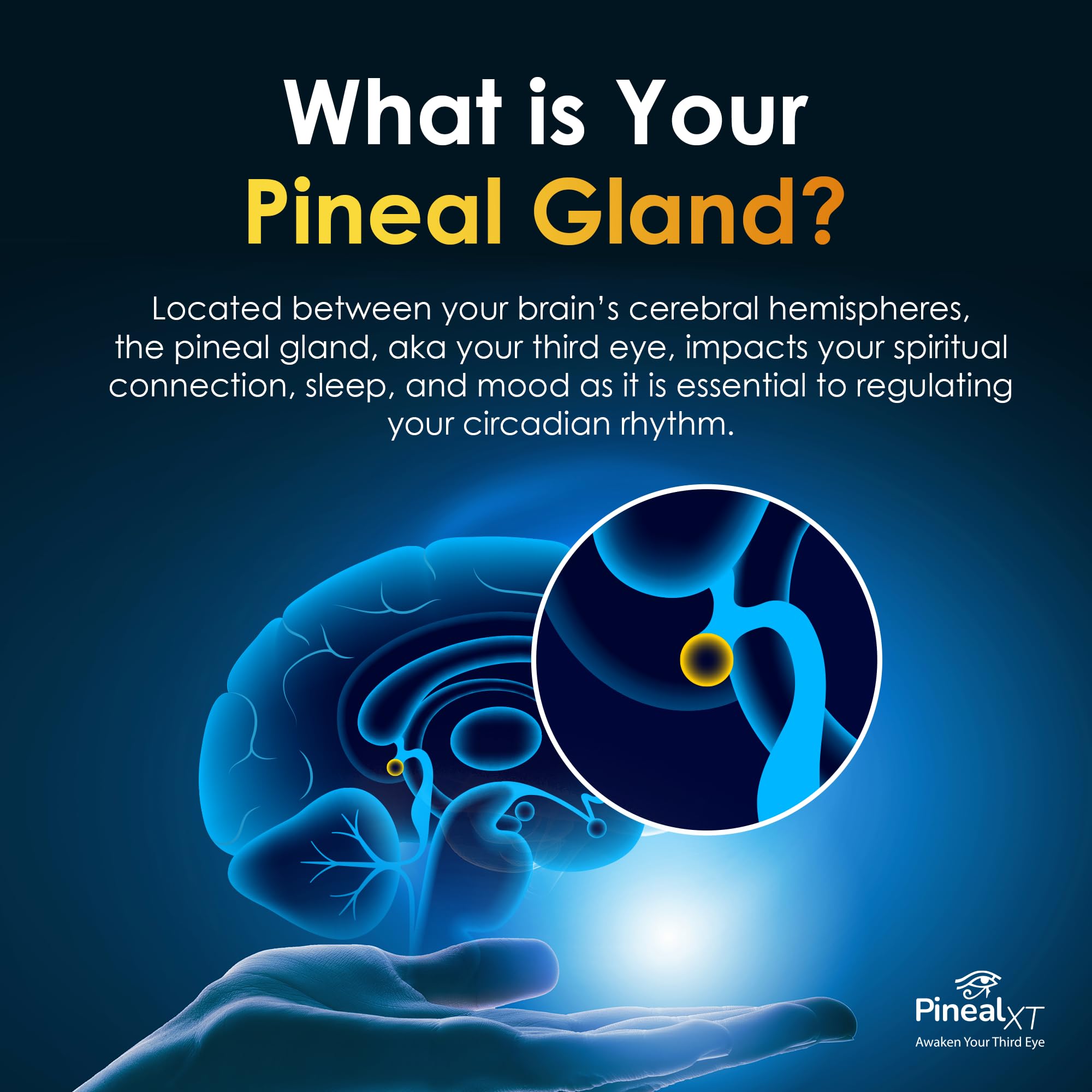 Nutraville Pineal XT Gold bottle pour demonstrates easy daily intake