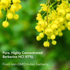 Nutricology Berberine from Indian Barberry root ingredient highlight