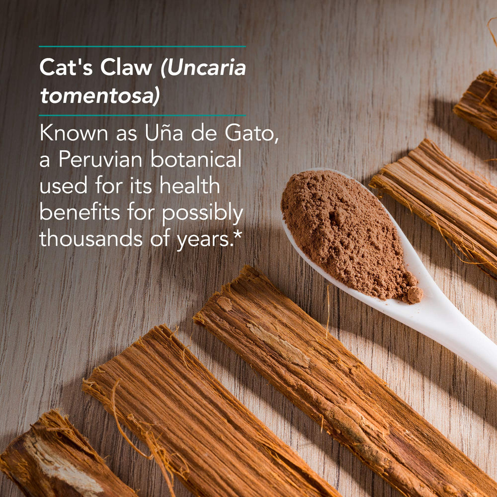 Close-up of Nutricology Cat's Claw capsule bottle ready for daily use