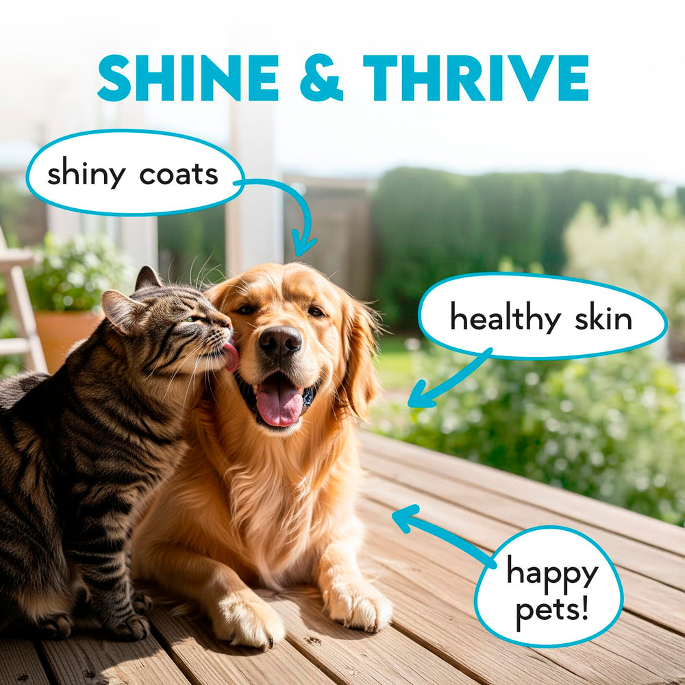 OKKÖBI Omega 3 chews image shows dog with calm expression implying itching relief potential.