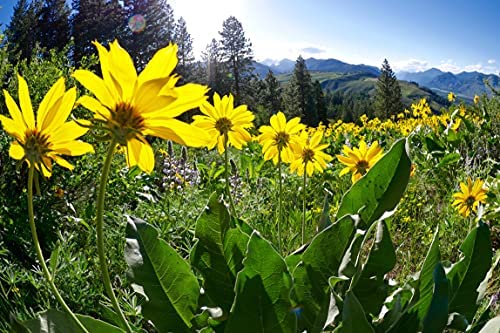 OLLOIS Arnica Montana in a sports injury care context at home