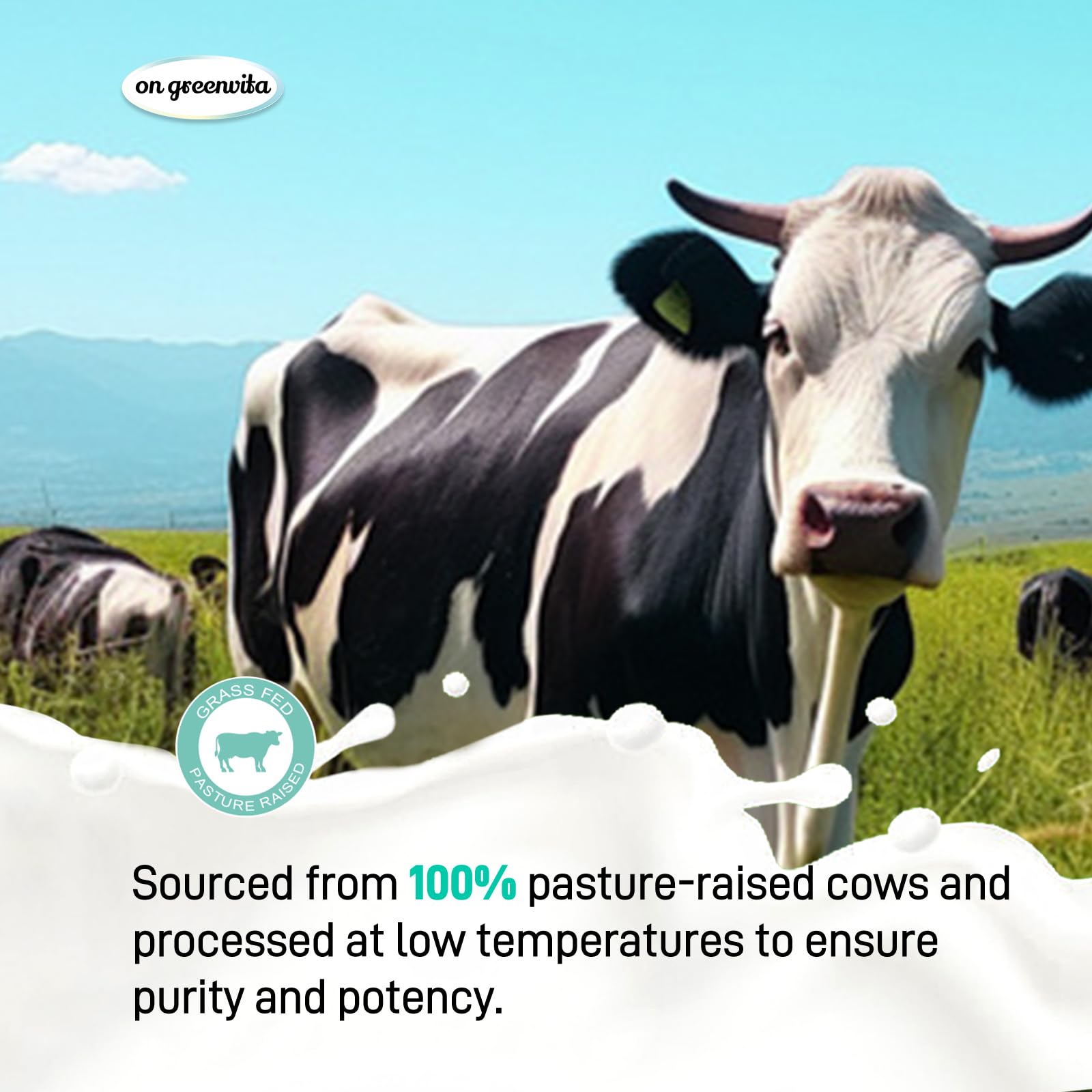 Shaker blends On Greenvita colostrum powder for smooth texture