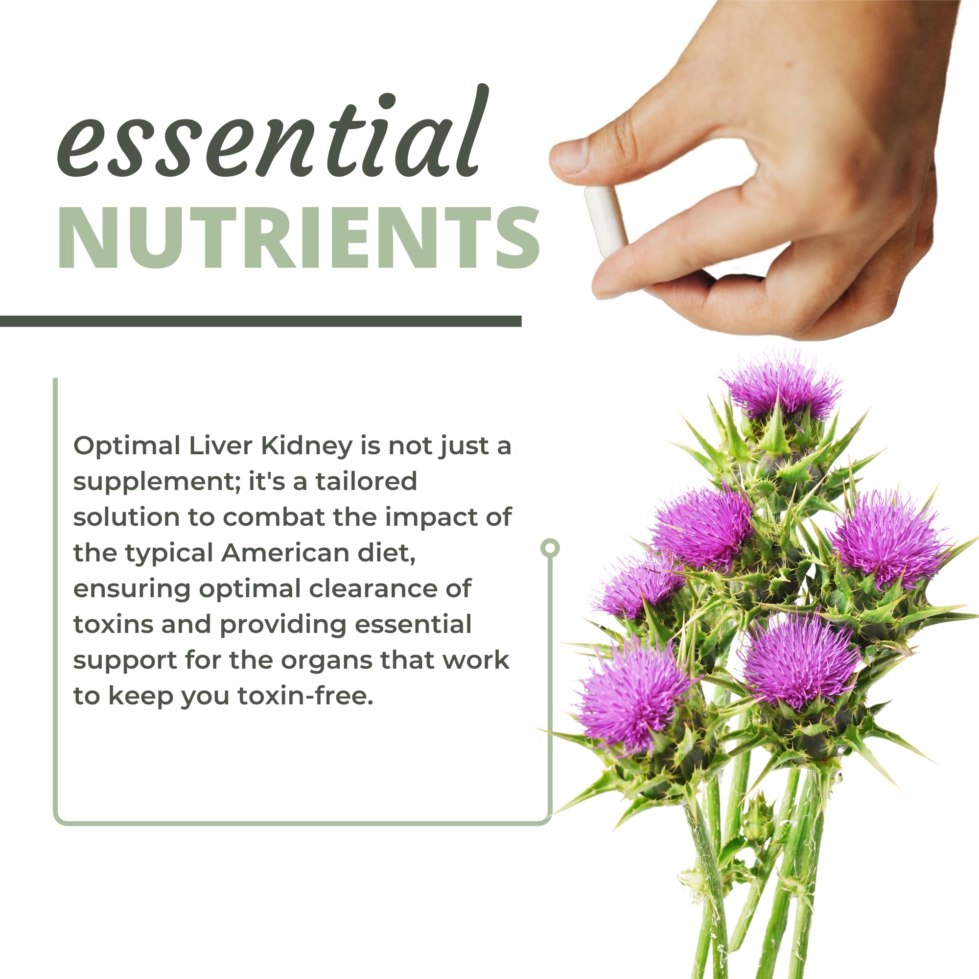 Optimal Health Systems zinc lipase ingredients label illustrating digestion and cellular health
