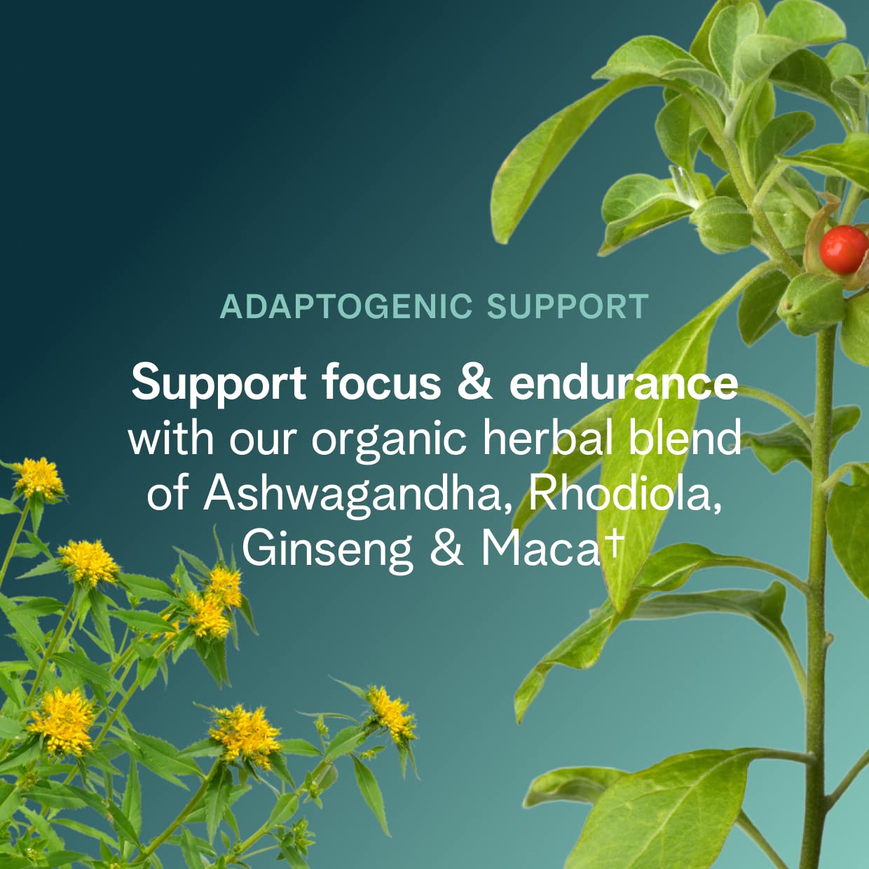 Beet and pomegranate ingredients boost nitric oxide support in Ora Organic