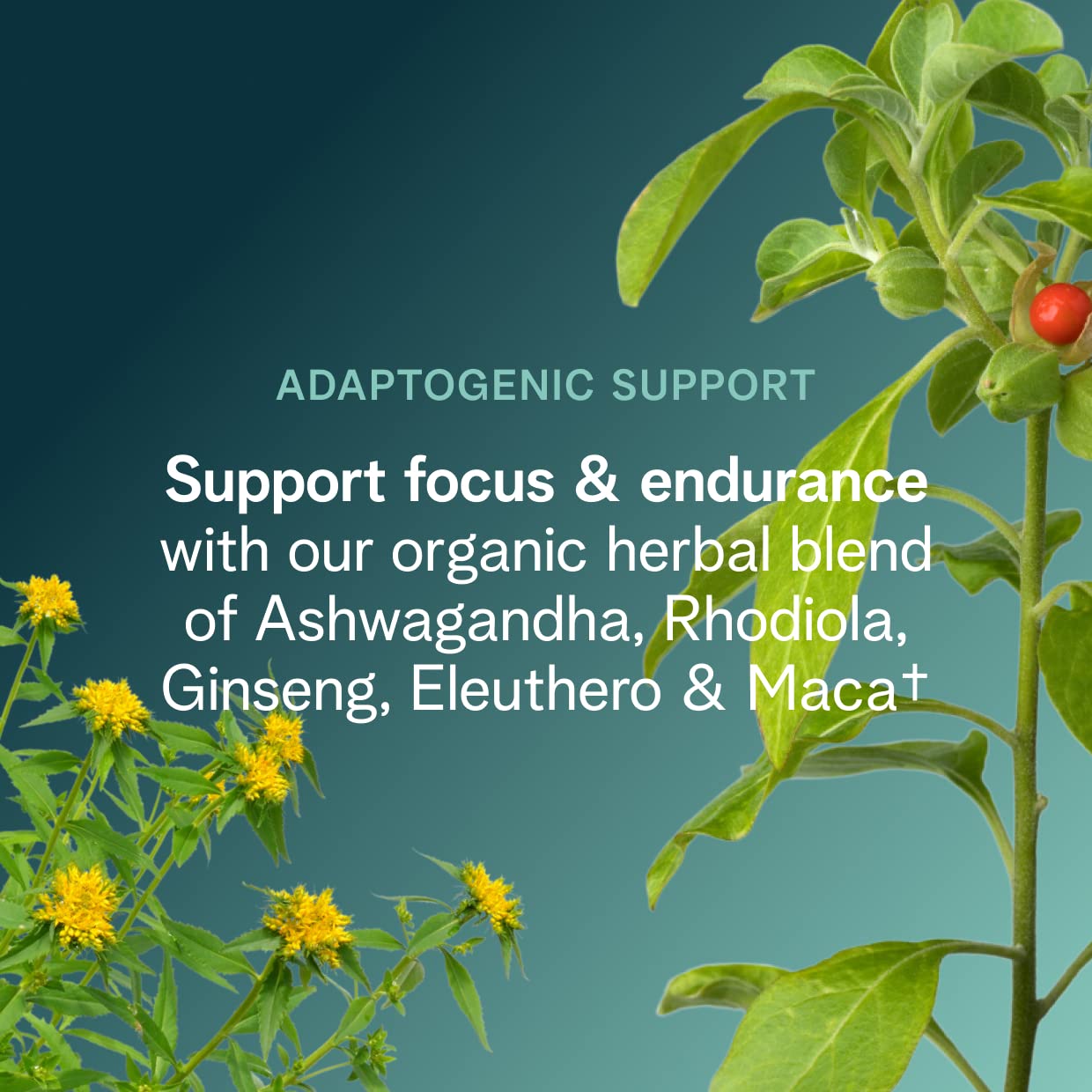 Beet and pomegranate ingredients highlighted on Ora Organic Pre Workout label