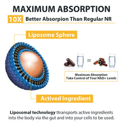 Orgabay liposomal delivery technology illustration suggests enhanced absorption