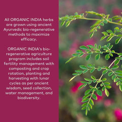 Organic India Ashwagandha powder closeup texture suggests smooth, fine powder.
