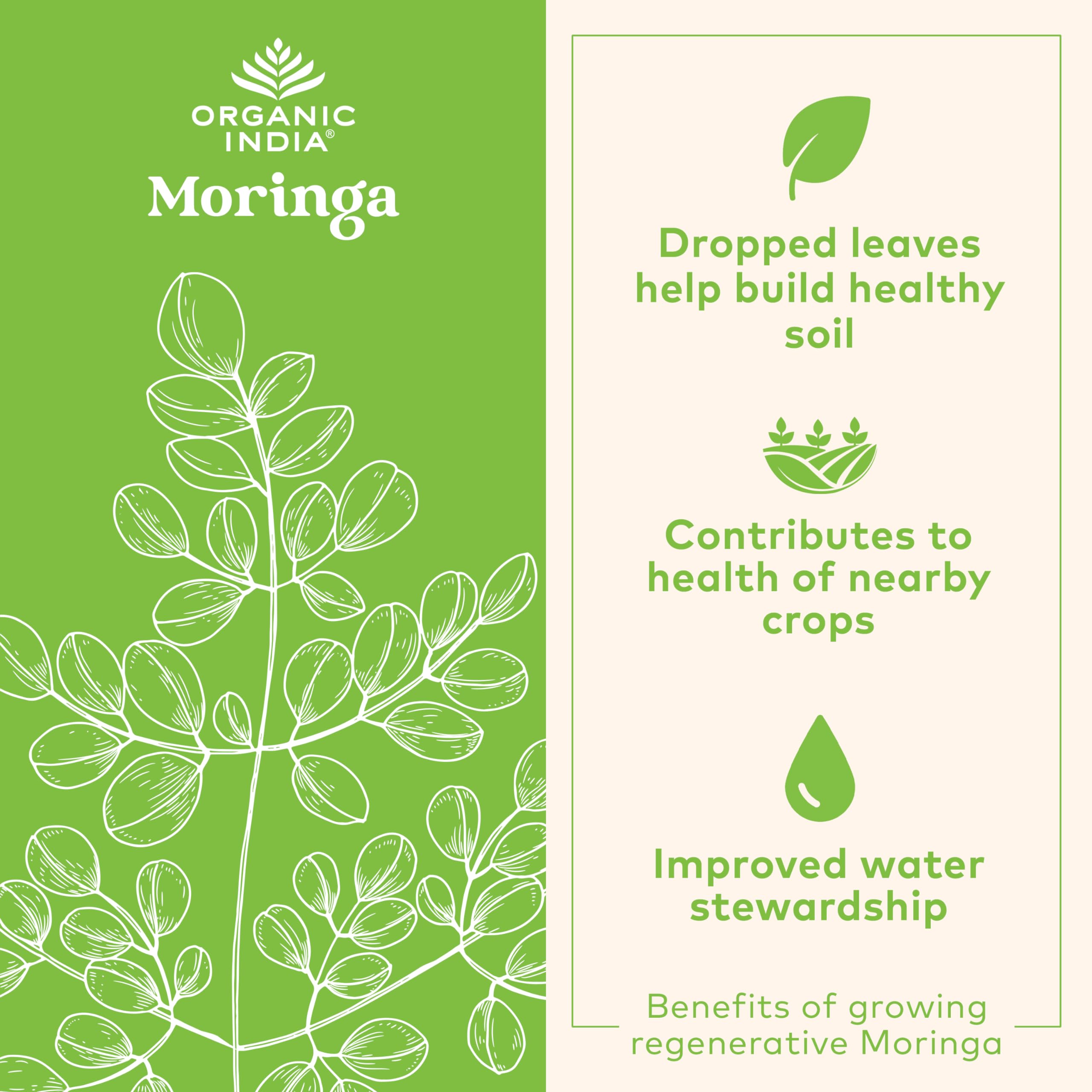 Moringa farm field illustrating regenerative agriculture and sustainable farming