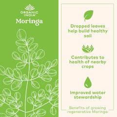 Moringa farm field illustrating regenerative agriculture and sustainable farming