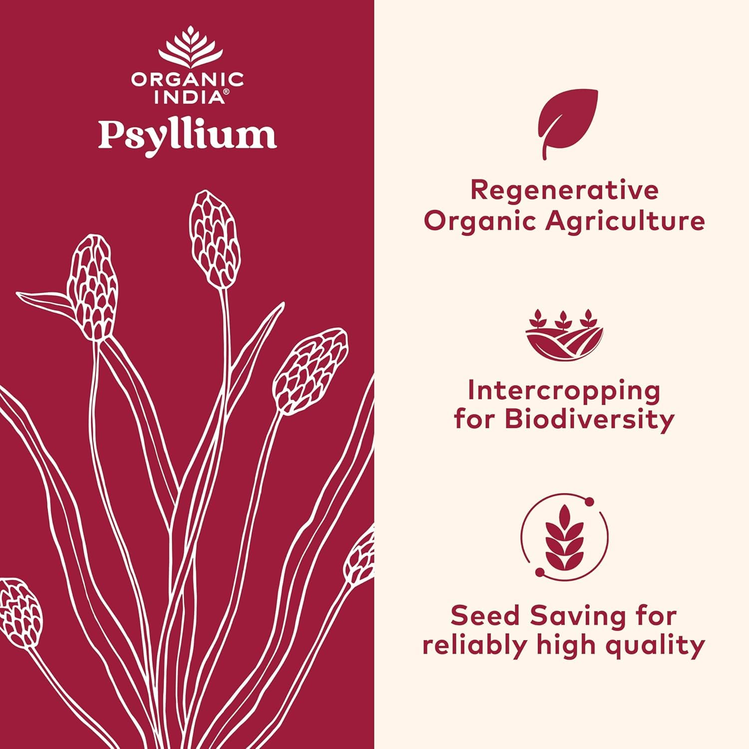 Organic India Psyllium powder scoop close-up shows measurement ideal for daily fiber intake.