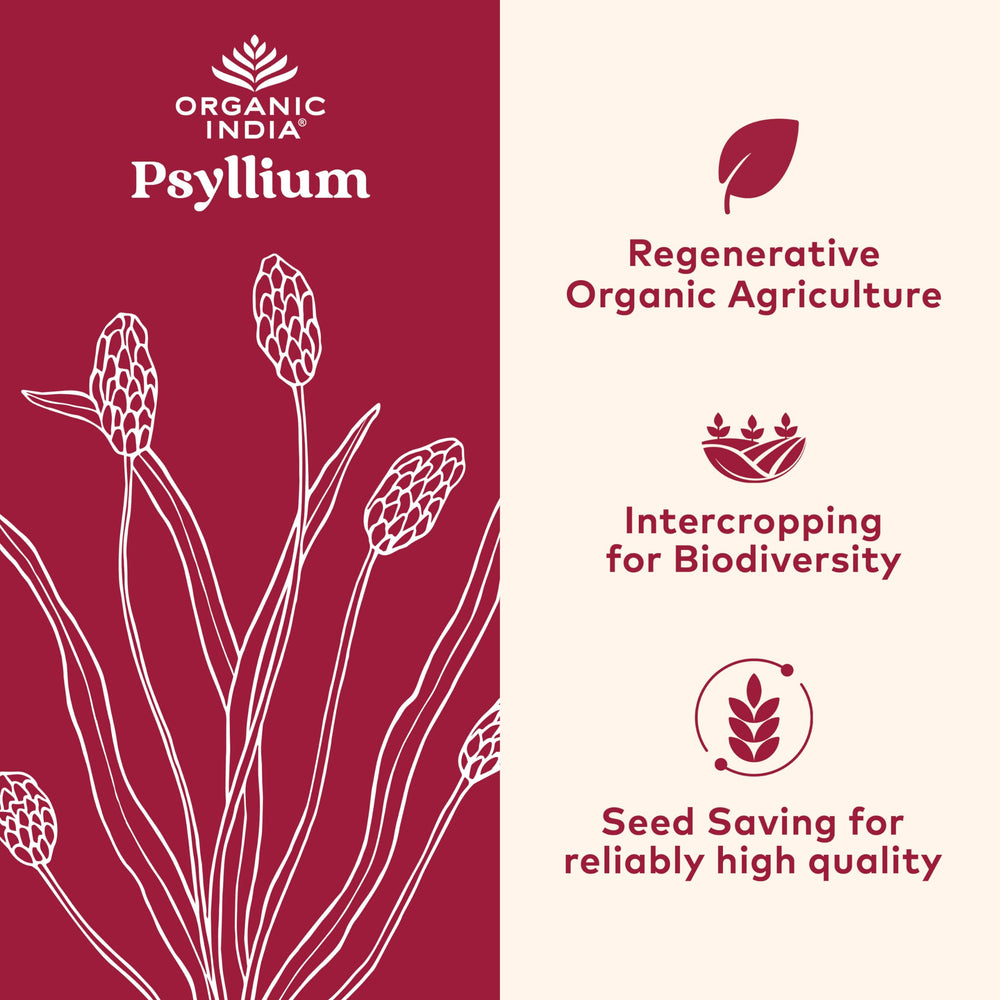 Organic India Psyllium scoop beside powder; easy measurement for daily fiber.