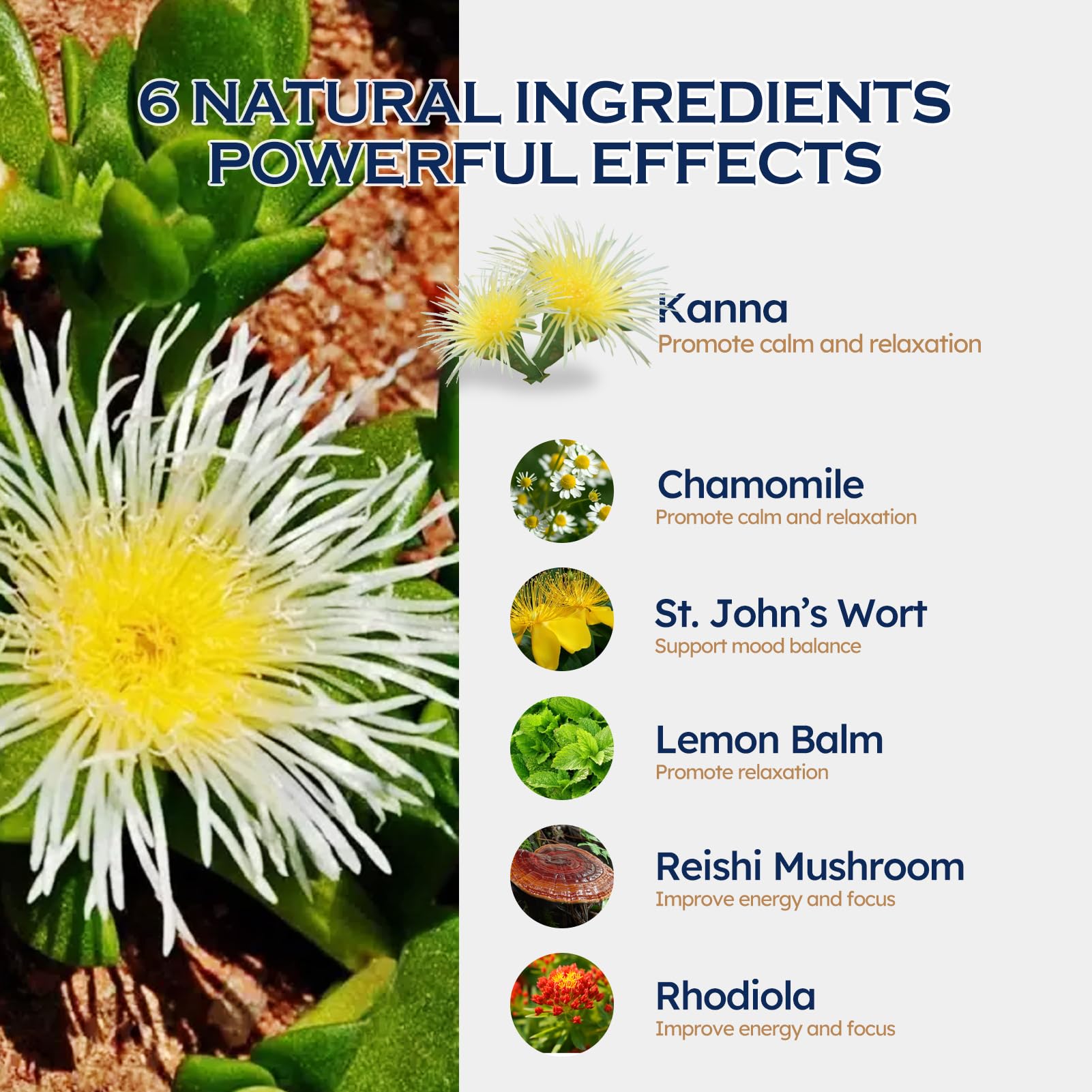 Six-herb blend visual highlighting synergy for wellness support.