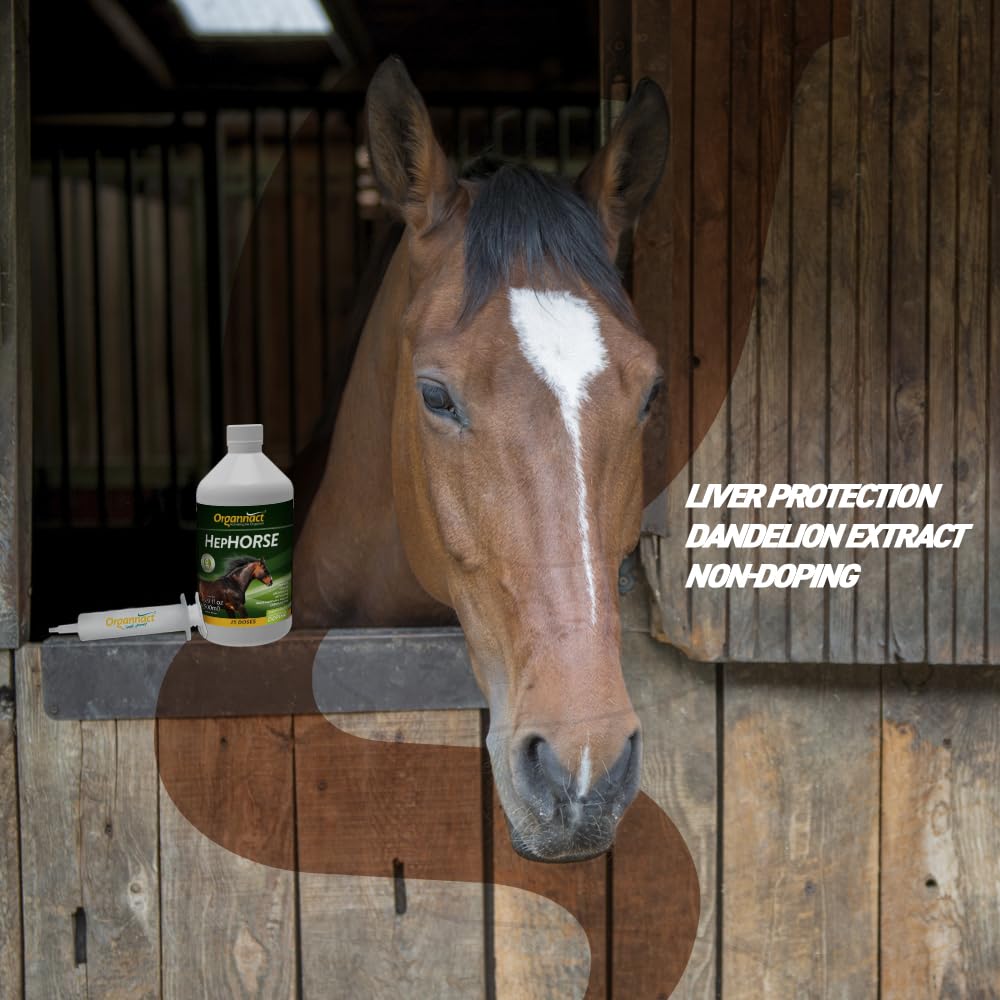 Organnact Hephorse bottle emphasizes amino acids like choline and methionine for liver wellness.