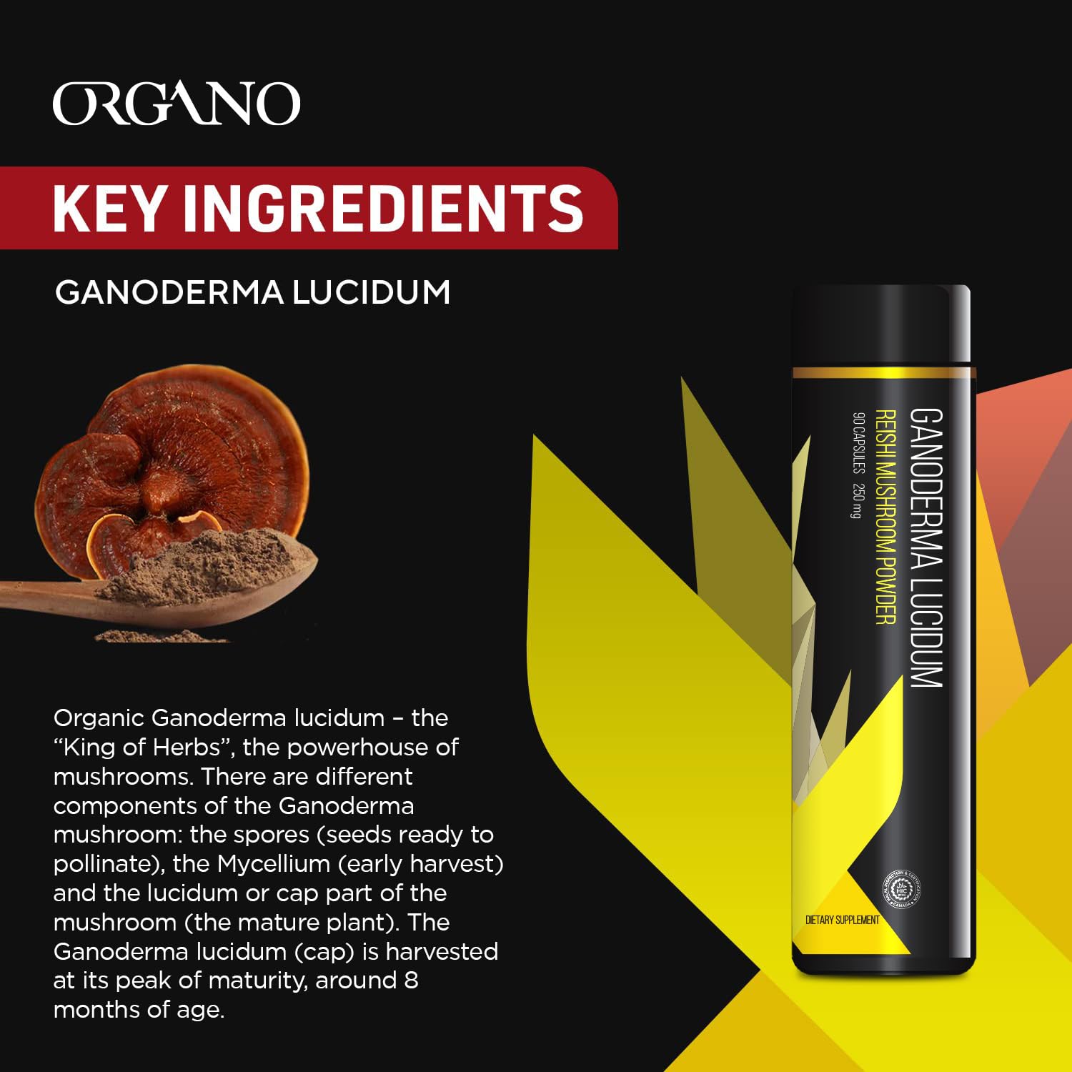Organo OGX Ganoderma logs harvest scene indicating high-quality, undisturbed growth.