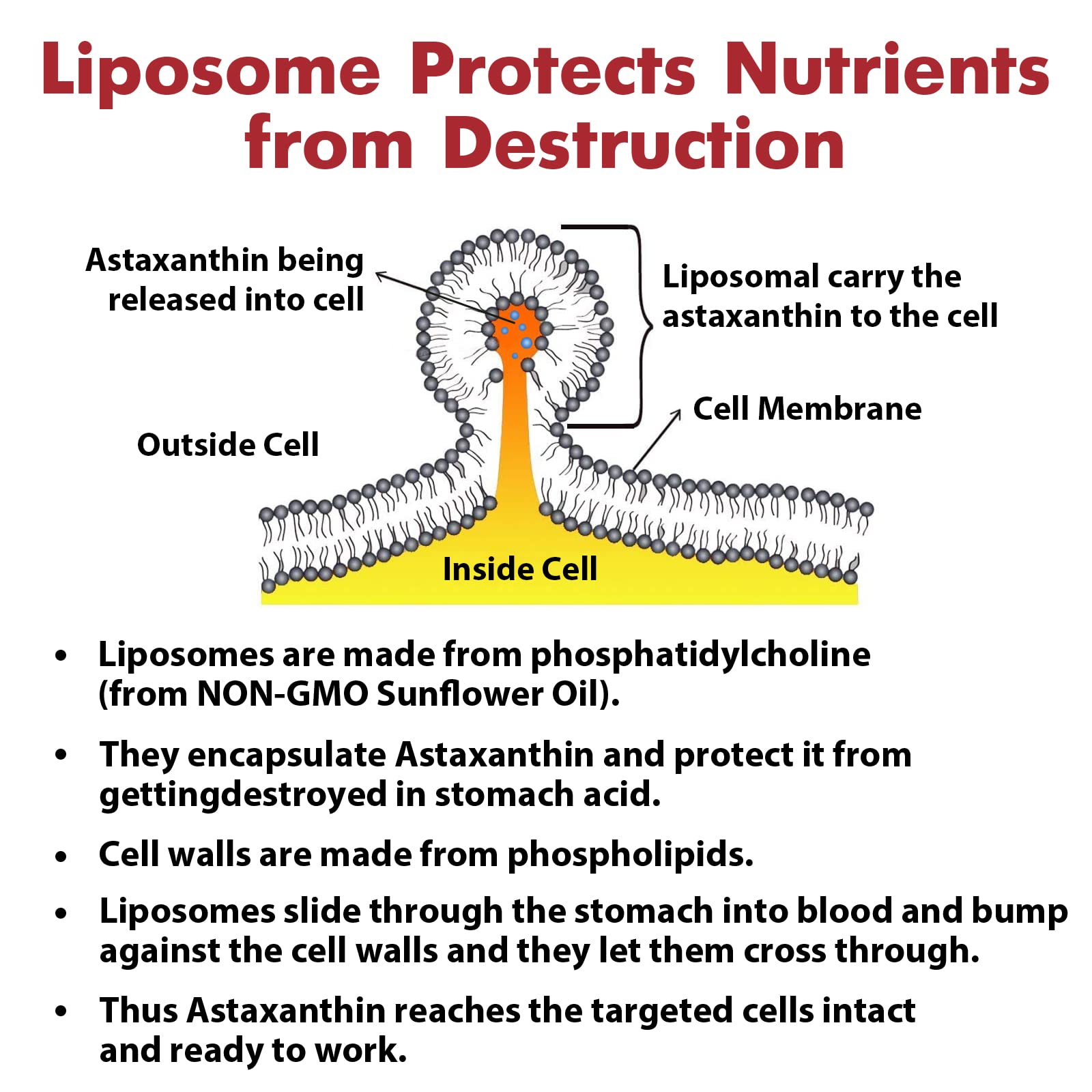 Microalgae Haematococcus pluvialis is the high-bioavailability source for Osasuna.