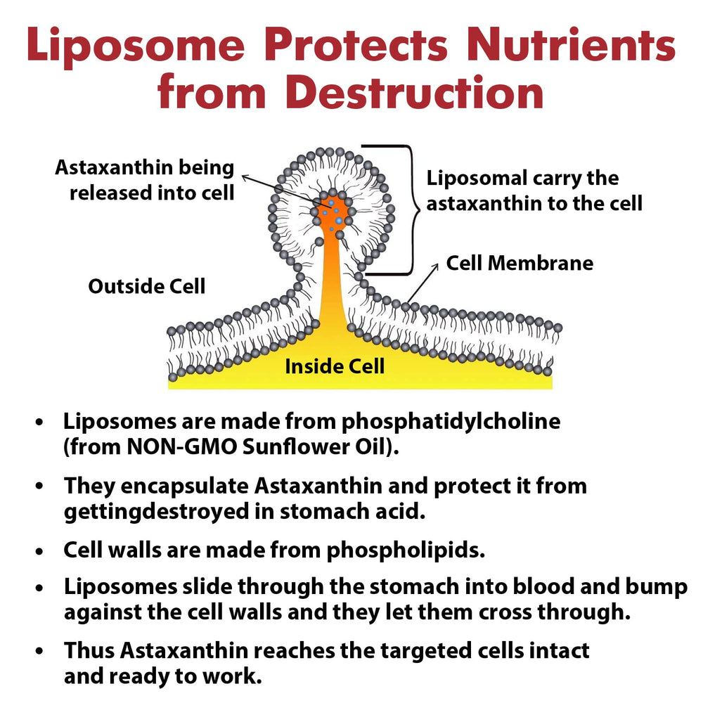 Microalgae Haematococcus pluvialis is the high-bioavailability source for Osasuna.