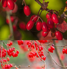 PALPLUS cornelian cherry powder scoop for easy measuring in smoothies and recipes