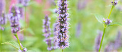 PALPLUS Patchouli powder with measuring scoop ready for serving.