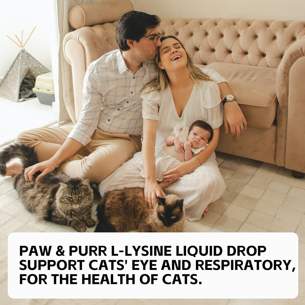 Paw & Purr Lysine packaging shown as part of kitten routine.