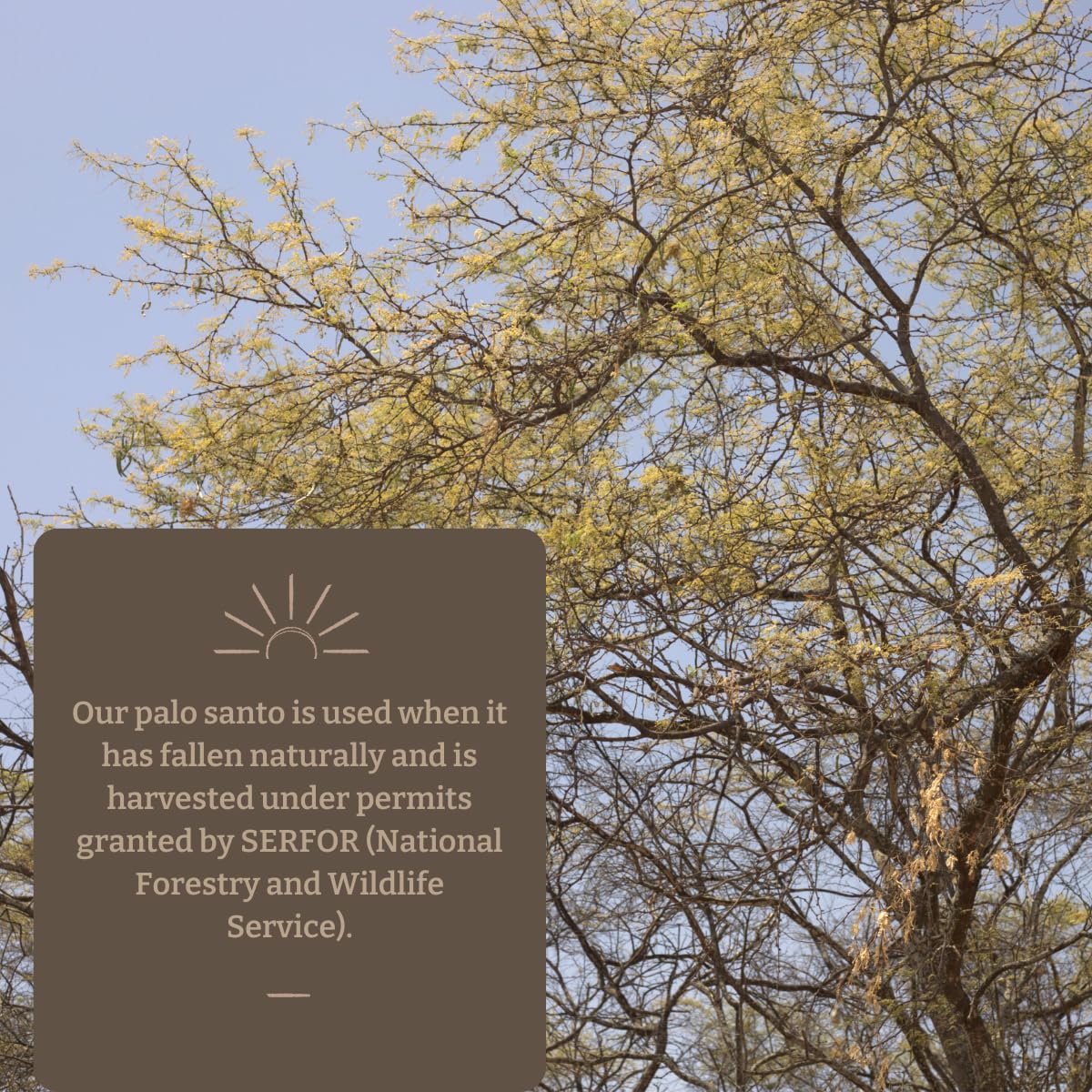Oxhala pour oil demonstrates precise dispensing for diffusers.
