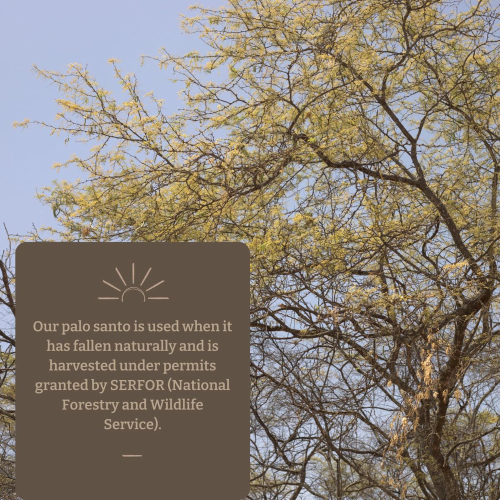 Oxhala pour oil demonstrates precise dispensing for diffusers.