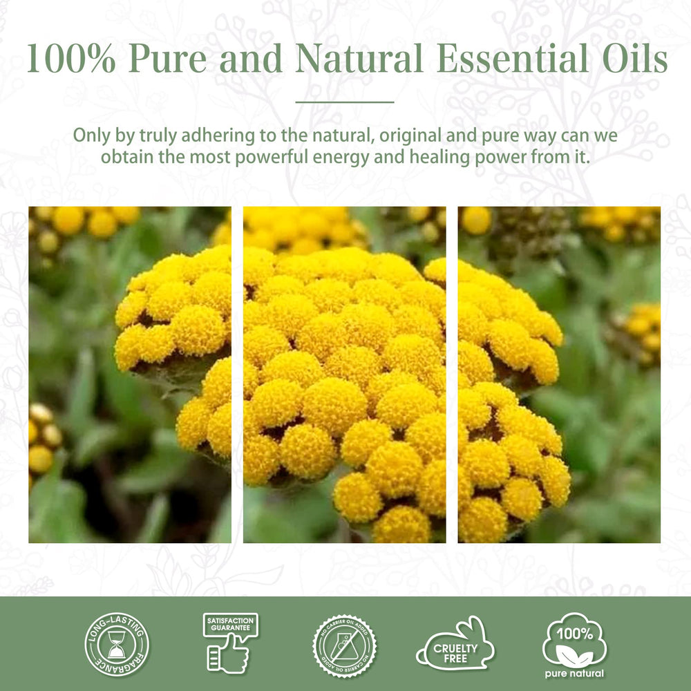 PHATOIL Helichrysum in a home or office setting for ambience