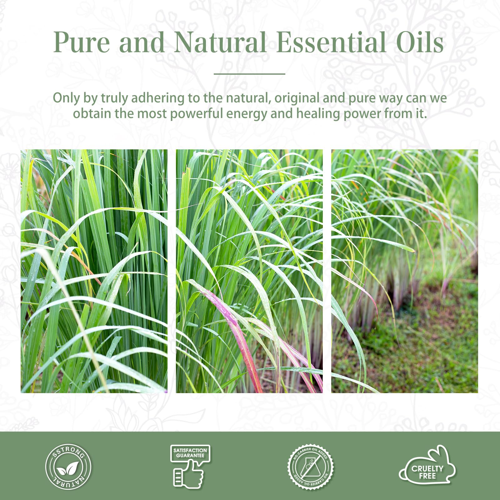 PHATOIL Lemongrass gift-box presentation perfect for gifting.