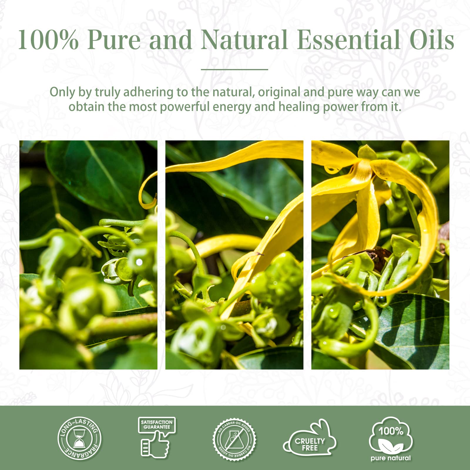 PHATOIL Ylang Ylang essential oil enhances DIY perfumes and body care