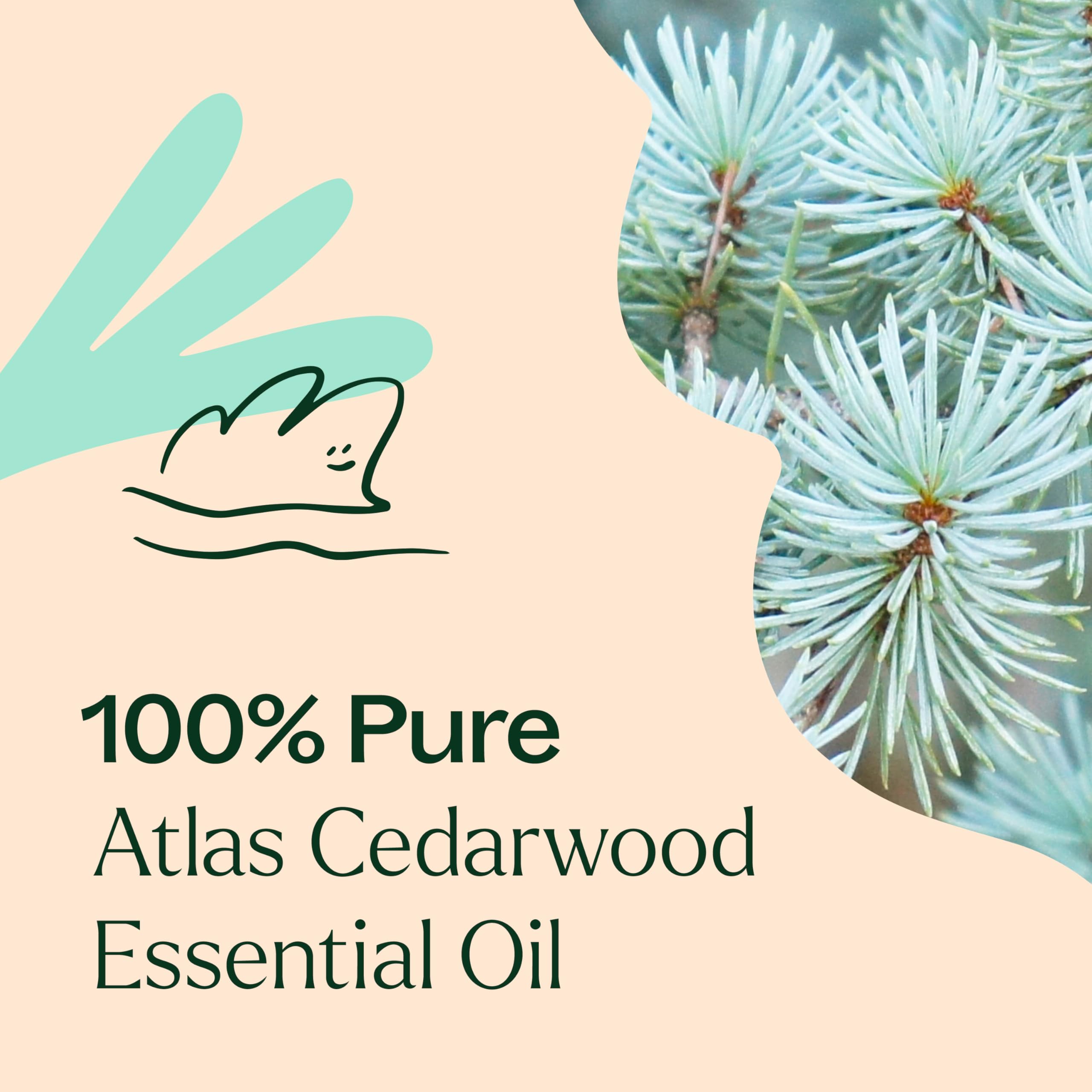 Plant Therapy Atlas Cedarwood packaging box and bottle display.