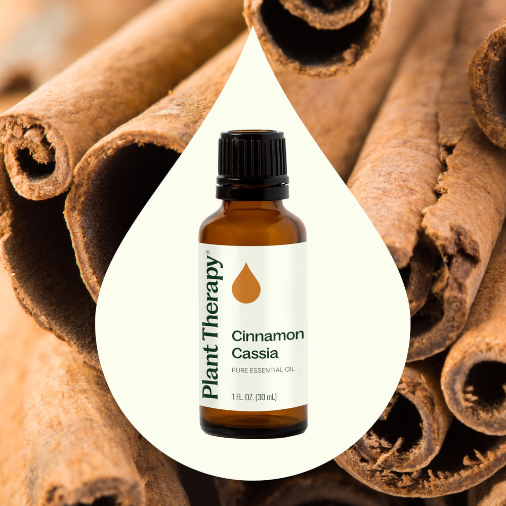 Plant Therapy Cinnamon Cassia diffuser setup with multiple drops for holiday aroma.