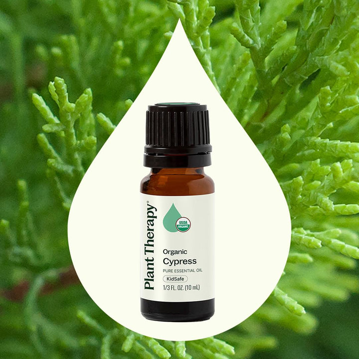 Plant Therapy Cypress aroma fills spaces with fresh evergreen notes.