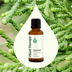 Close-up of Cypress leaves for Plant Therapy essential oil inspiration