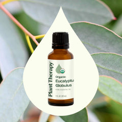 Plant Therapy Eucalyptus Globulus oil diffuser scene emphasizing refreshing fragrance and focus potential.