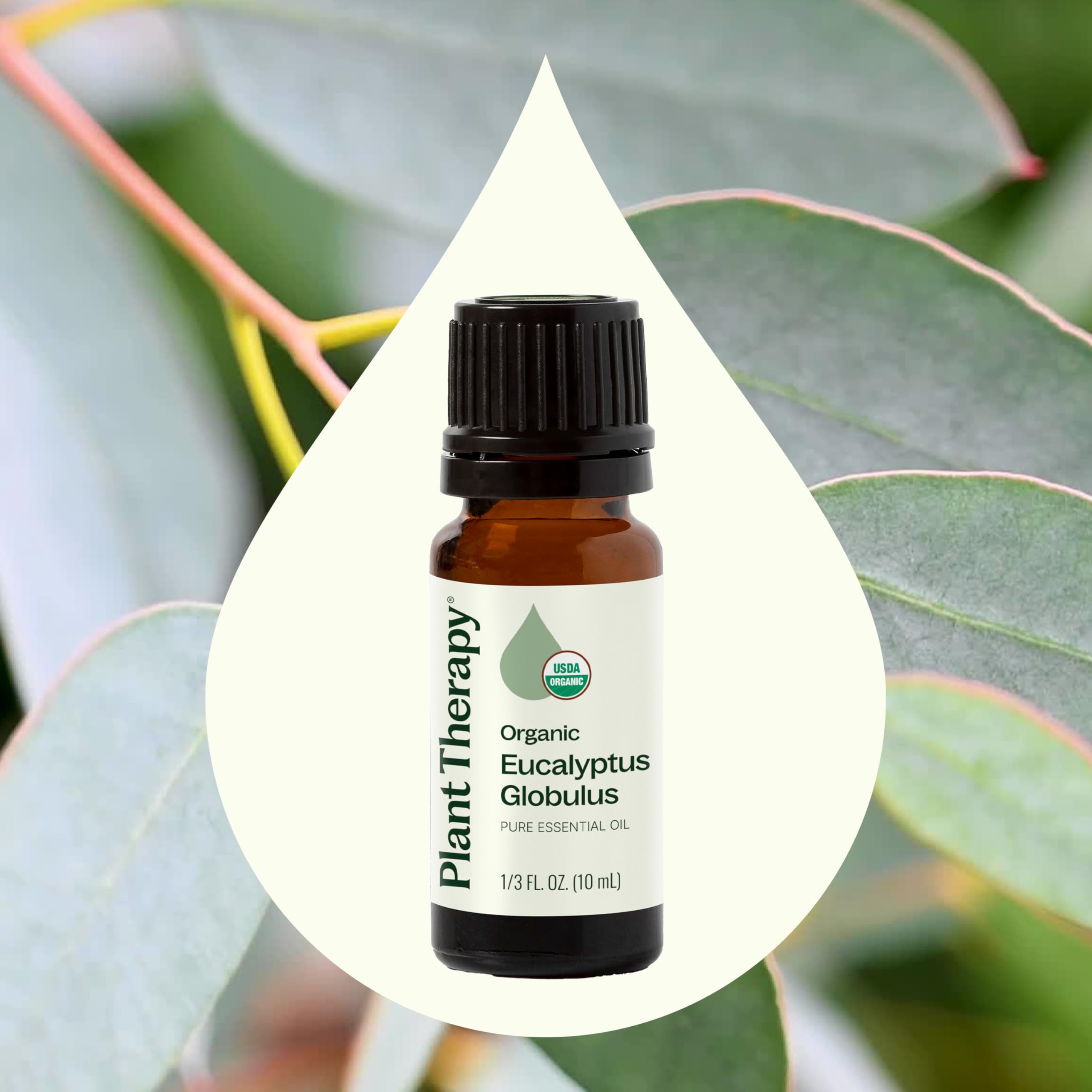 Plant Therapy eucalyptus globulus bottle with topical dilution guidance for safe skin use