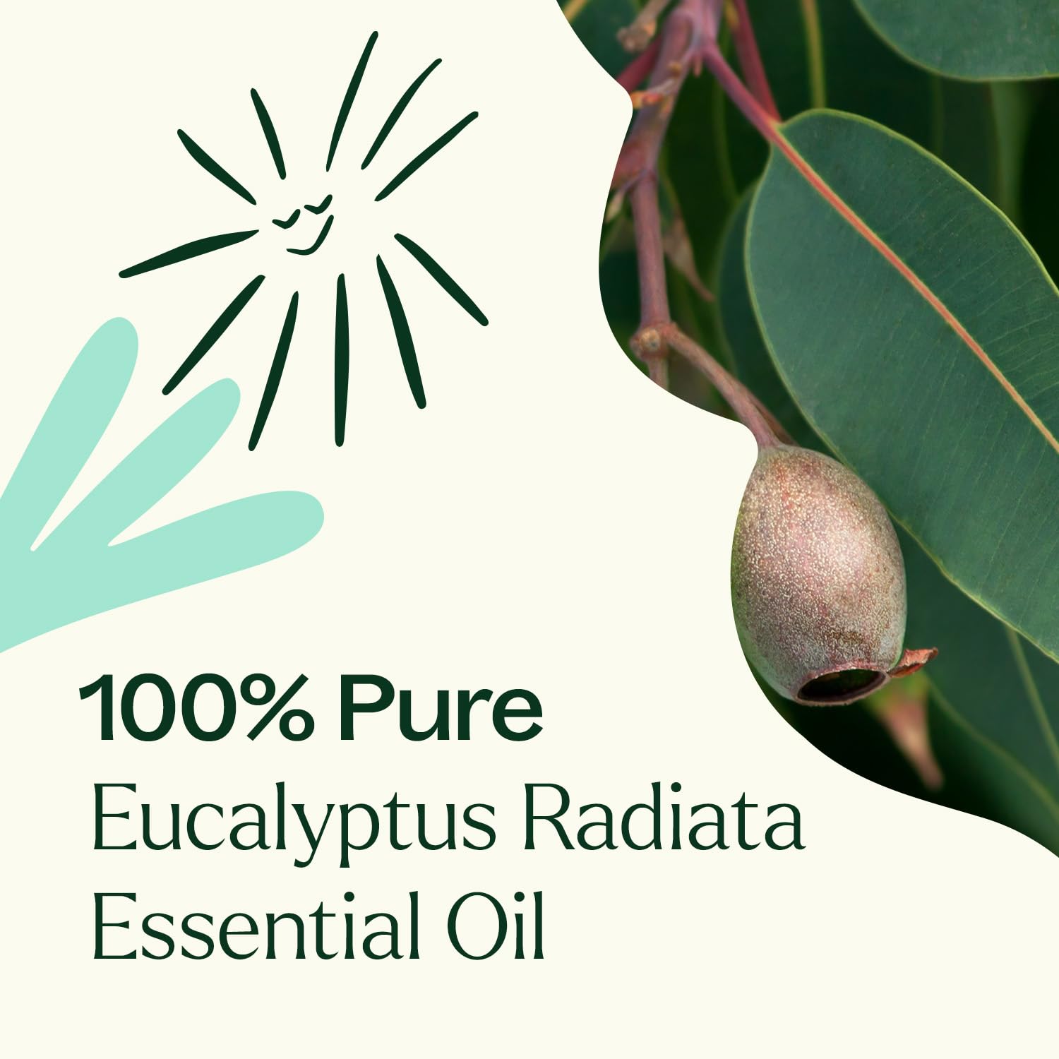 Plant Therapy Eucalyptus Radiata aroma drops for quick uplifting mood