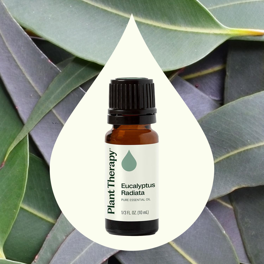 Plant Therapy Eucalyptus Radiata diffuser setup delivering a refreshing, citrusy scent