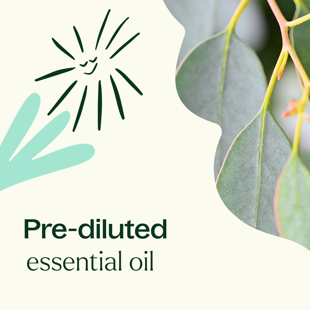 Packaging image reveals travel-ready Plant Therapy Eucalyptus Roll-On and pre-diluted formula.