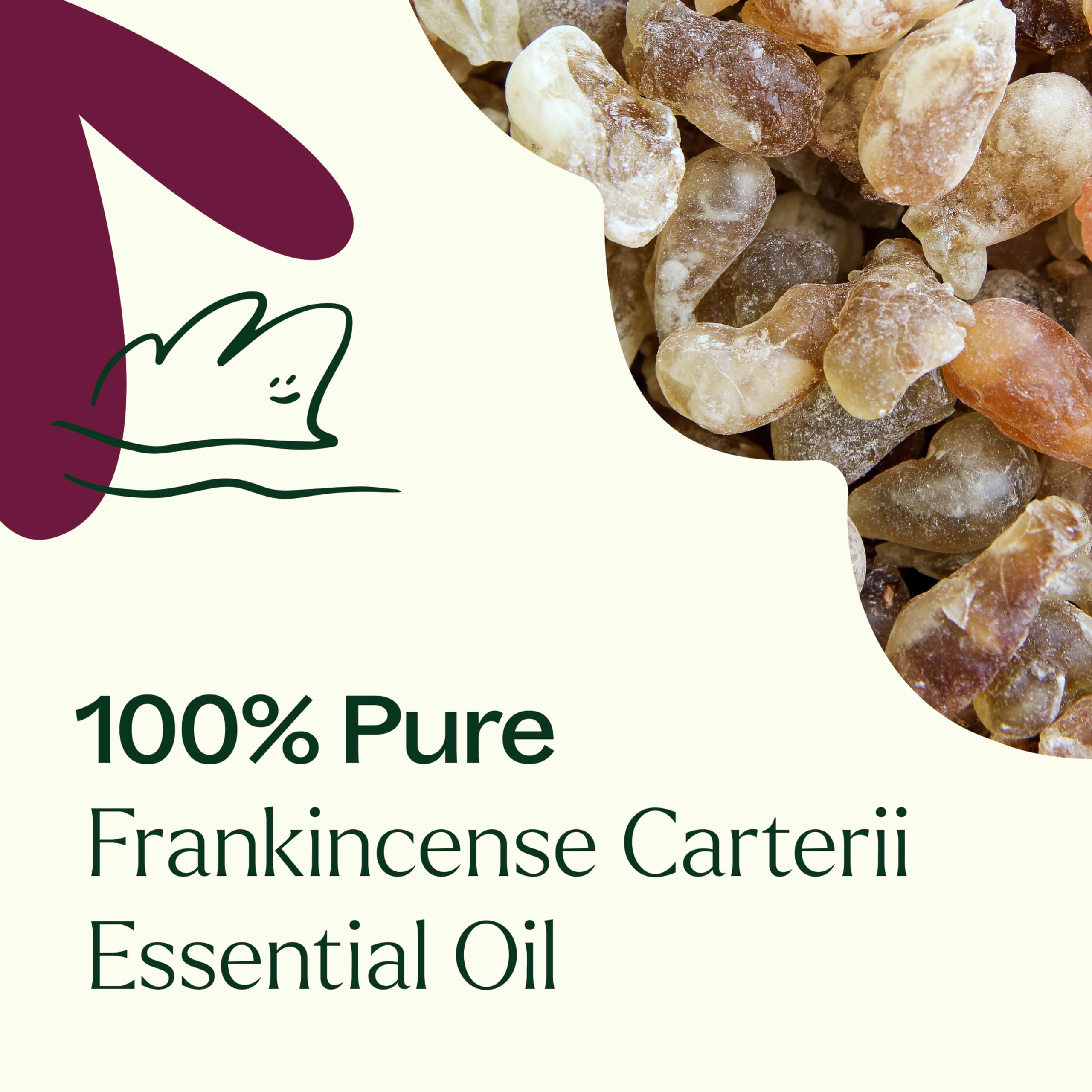 Plant Therapy Frankincense Carterii blends with carrier oil for skin care