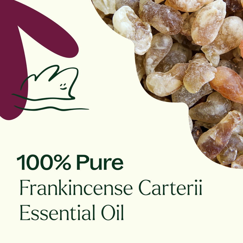 Plant Therapy Frankincense Carterii blends with carrier oil for skin care