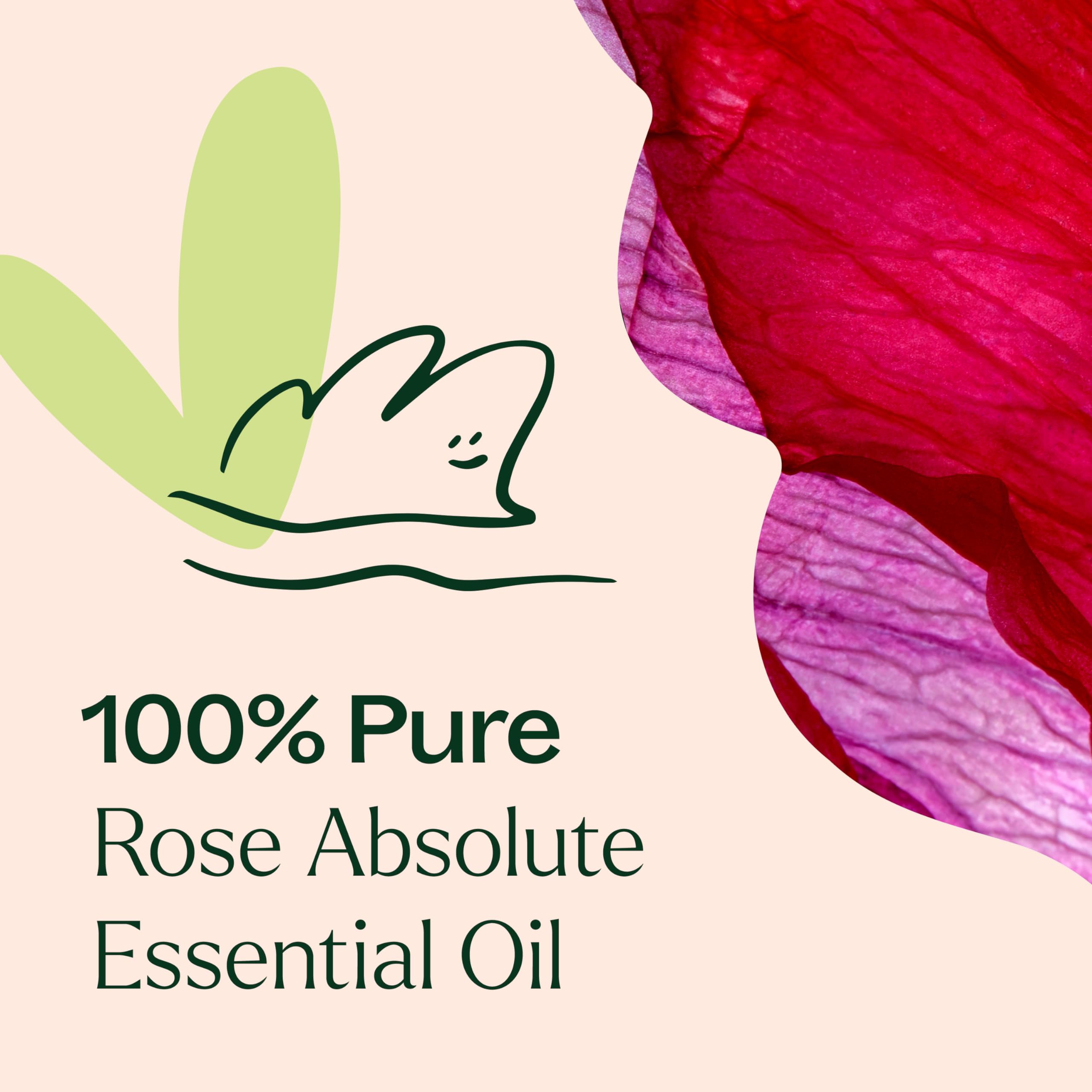 Plant Therapy Rose Absolute close-up highlighting color and quality.