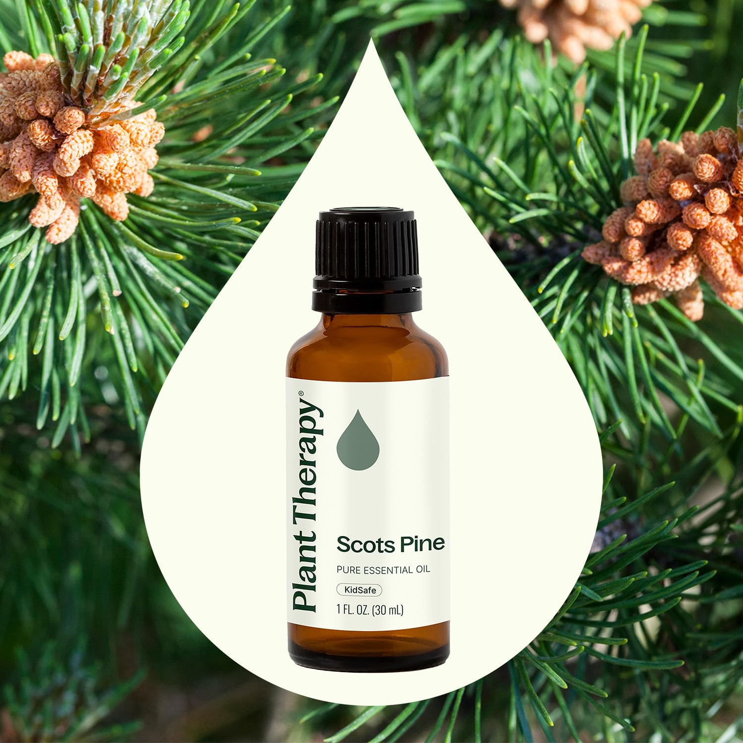Diffuser scene with Plant Therapy Scots Pine oil aroma