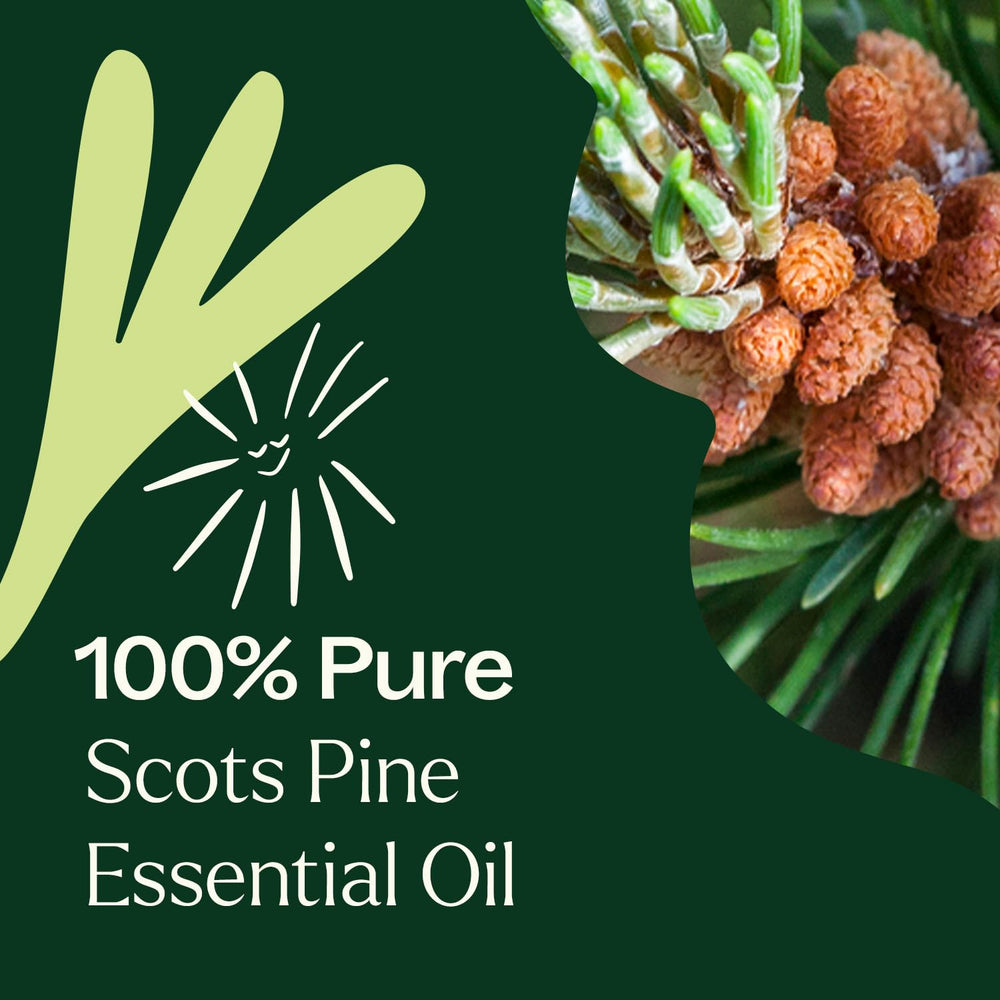 Two Plant Therapy Scots Pine oil bottles on neutral backdrop