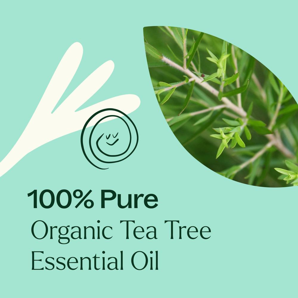 Plant Therapy Tea Tree Oil on scalp for potential comfort.