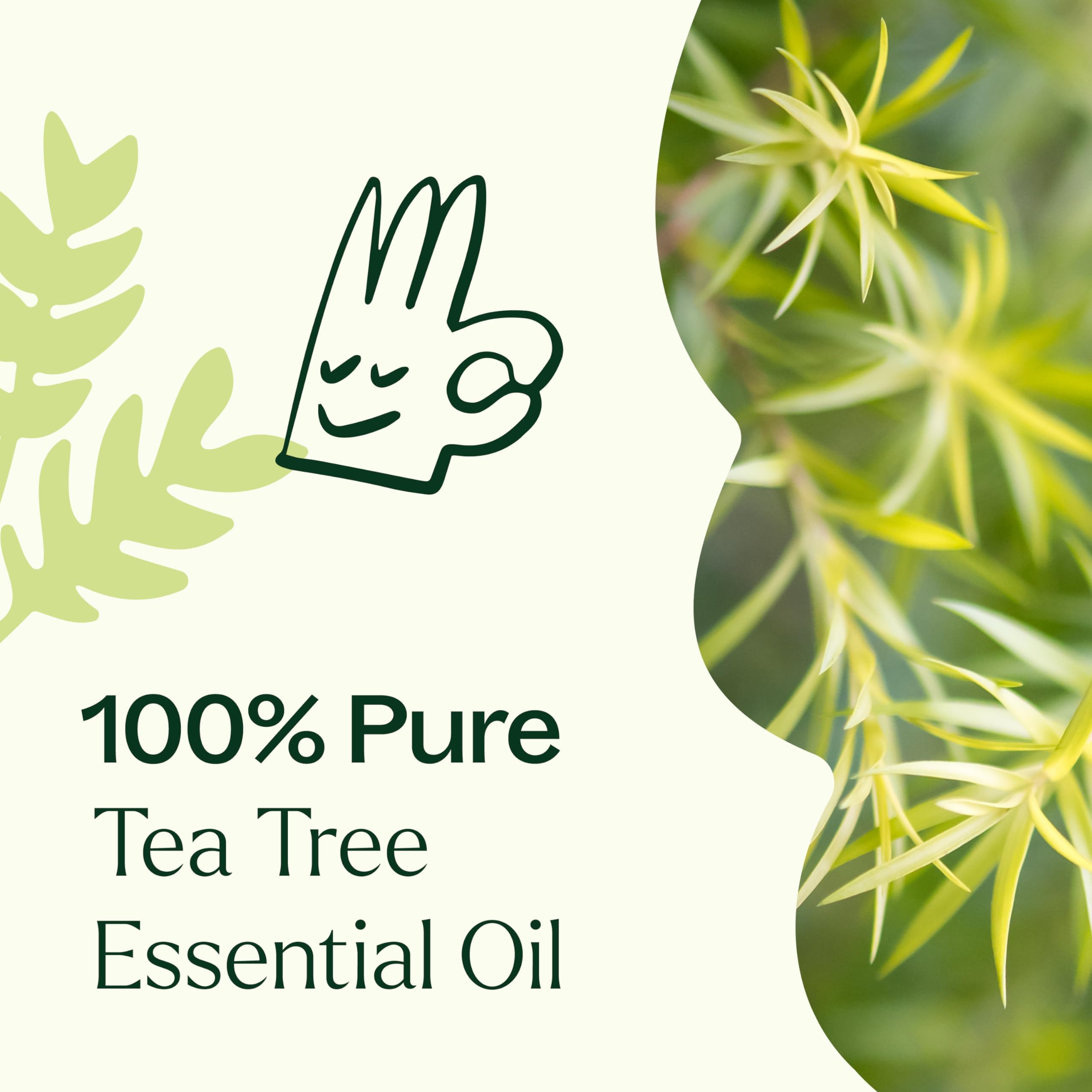 Plant Therapy Tea Tree Roll-On stylish packaging for everyday wellness moments.
