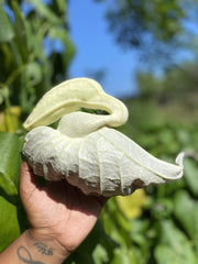 Ingredients list on Plantish by JM label showing organic duck flower and herbs