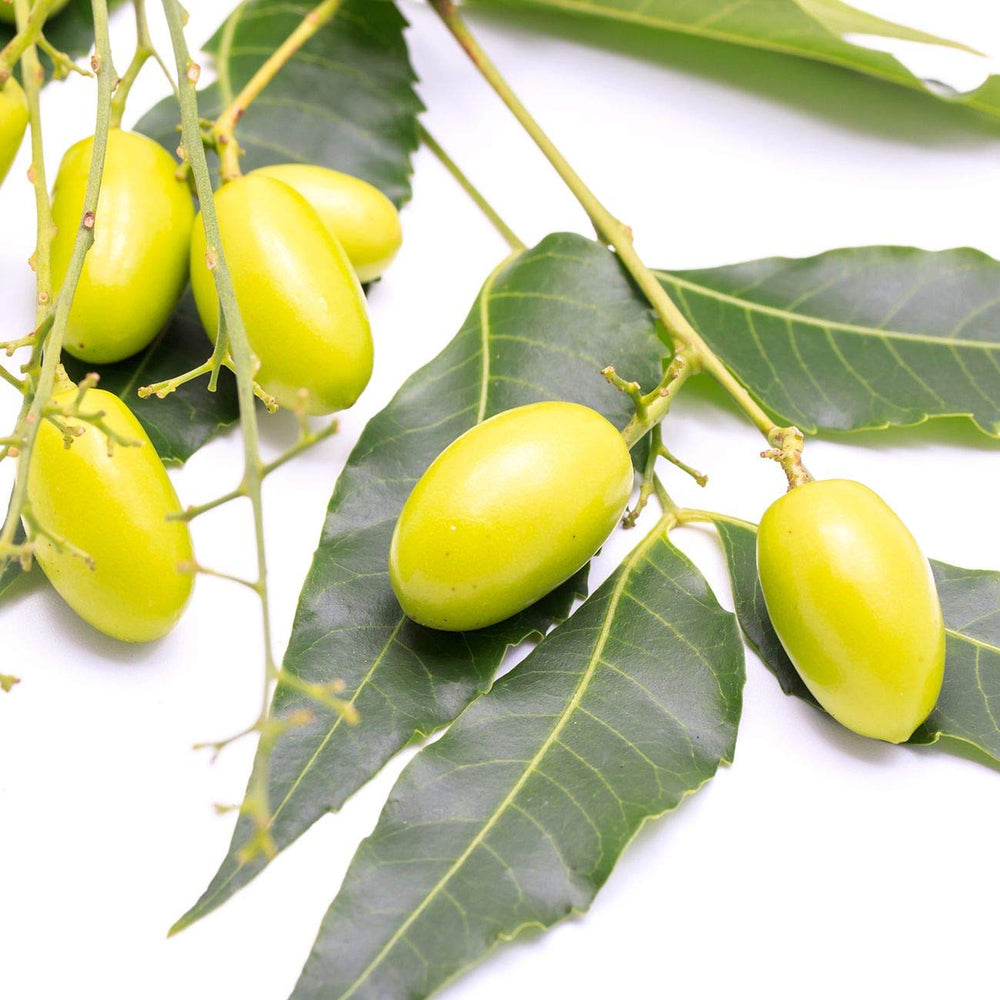 Premium Nature Neem Oil applied on hair for conditioning and scalp hydration.