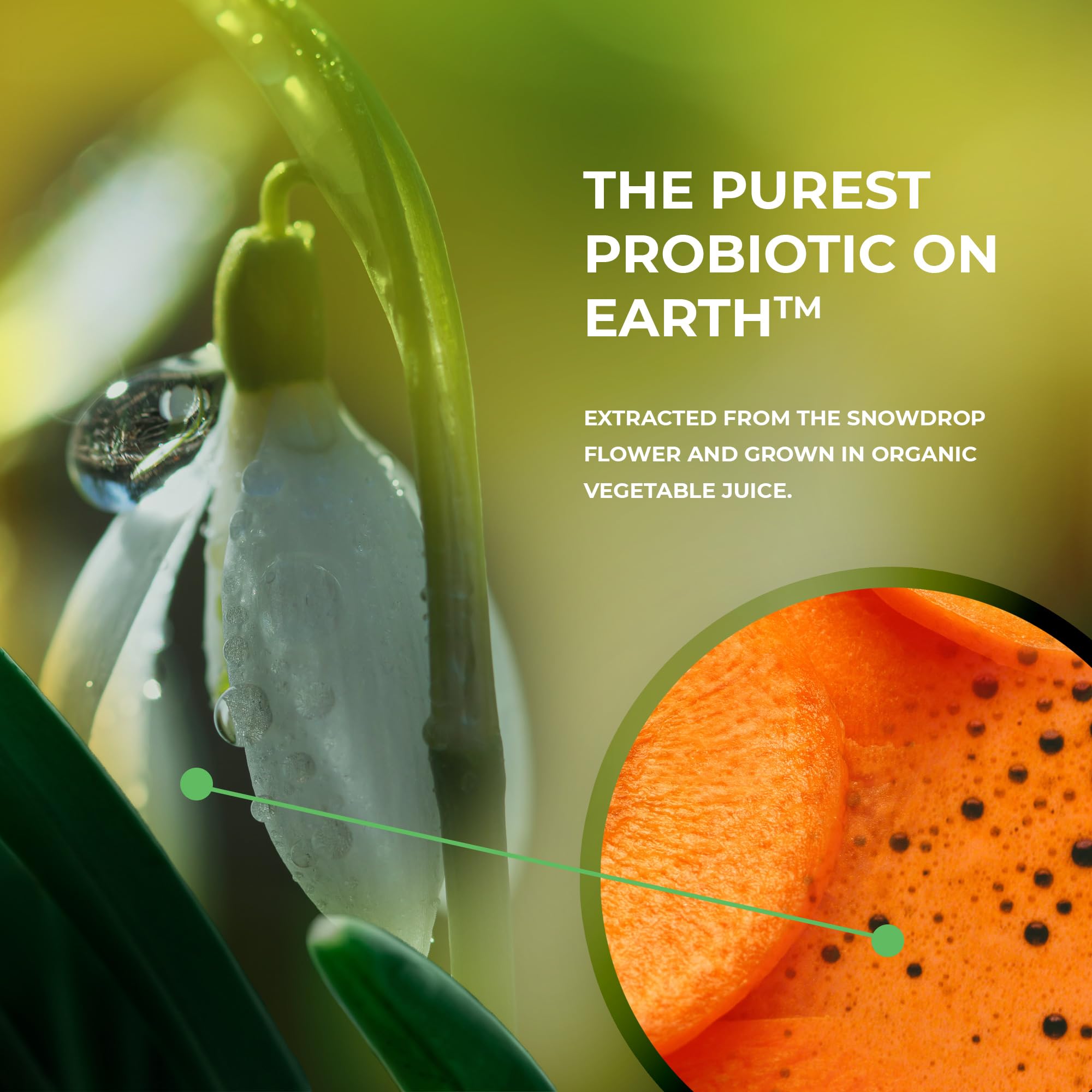 PROVIOTIC immunity support visual hints at natural defense potential