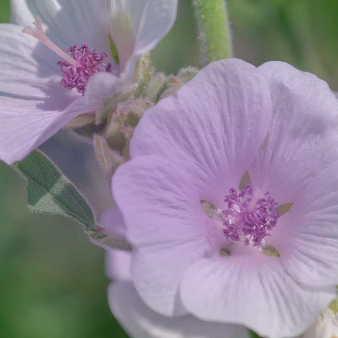 Close-up of Pure Original Ingredients Marshmallow Root capsules emphasizing purity and cap design